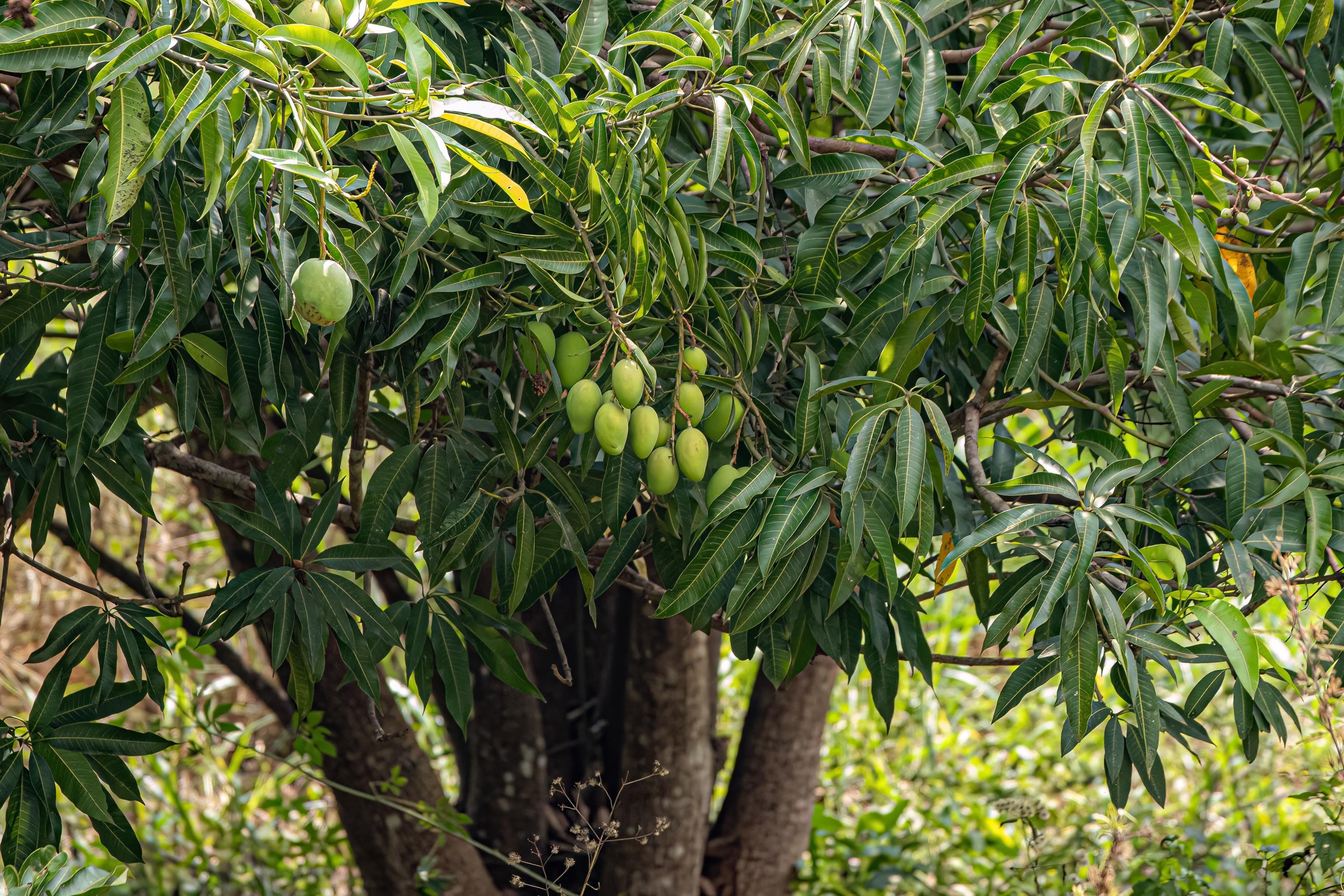 Mangifera Indica